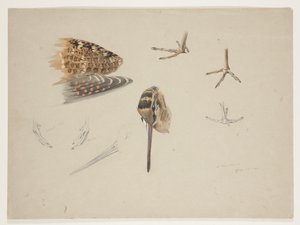 Woodcock-nokka, jalat ja siipi, n. 1915 (akvarelli ja vartaloväri kynällä paperille) tekijältä Archibald Thorburn