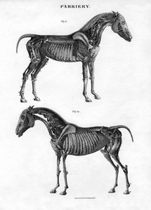 Hevosen anatomia, 1800-luku.