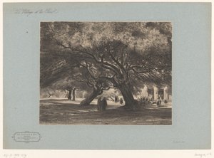 Tammet Cimiezin kirkossa Les Chênes verts de Cimiés, Nizza (otsikko esineessä) Kyliä ja metsiä maisemia (sarjan nimi) Le village et les bois (sarjan nimi esineellä) tekijältä Armand Theophile Cassagne