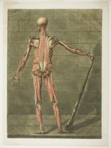 Lihasihmisen takanäkymä, levy yhdeksän täydellisestä anatomian kurssista "Complete Anatomy Course".