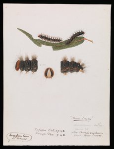 Toukka, Epicoma contristis, Teara tristis