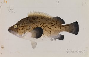 Itäinen Wirra, Acanthistius ocellatus tekijältä Arthur Bartholomew