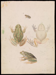 Muriseva ruohosammakko, Litoria raniformis
