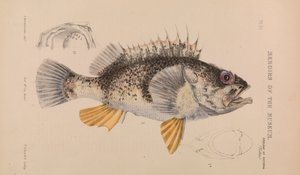 Meriahven, Helicolenus percoides