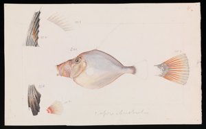 Silver Dory, Cyttus australis tekijältä Arthur Bartholomew