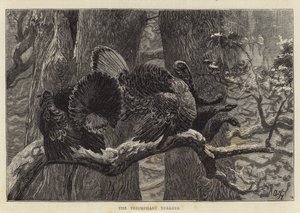 Voittoisat kalkkunat tekijältä Arthur Boyd Houghton
