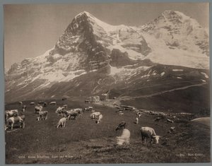 Lehmät Kleine Scheideggillä Bernin Oberlandissa, taustalla Eiger ja Mönch Kleine Scheidegg, Eiger und Moench (otsikko esineessä)