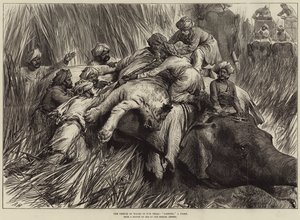 Walesin prinssi Terailla, tiikerin pehmuste tekijältä Arthur Hopkins