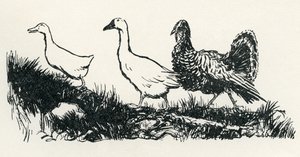 Henny-Penny tekijältä Arthur Rackham