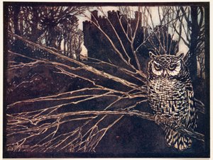 ? or a screech owl..., Grimmin veljesten saduista, pub. 1909 tekijältä Arthur Rackham