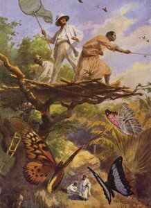Kauniita perhosia: Urania Rhiphoeuksen pyydystäminen Madagaskarilla (värilitho) tekijältä Arthur Twidle
