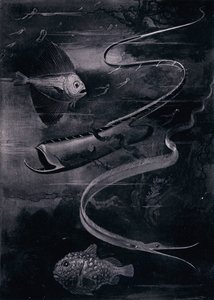 Syvänmeren kala (litho) tekijältä Arthur Twidle