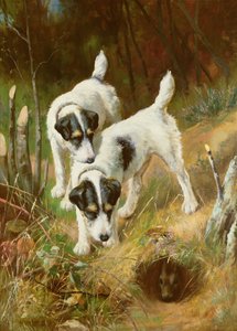 Terrierit Kanit tekijältä Arthur Wardle