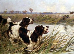 Kaksi Springeriä jahtaamassa sinisorskoja tekijältä Arthur Wardle