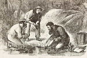 Australia (1880). Kullankaivajien elämä Botany Bayssä (perustettu 1788). Kaiverrus. Yksityiskokoelma tekijältä Artist Unknown