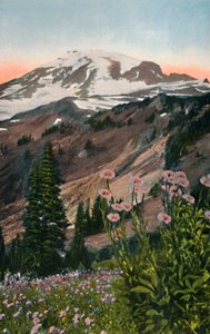 Purple Asters, Mount Rainier National Parkissa, vuodelta 1916 tekijältä Asahel Curtis