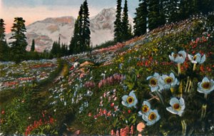 Anemone Mount Rainier National Parkissa, vuodelta 1916 tekijältä Asahel Curtis