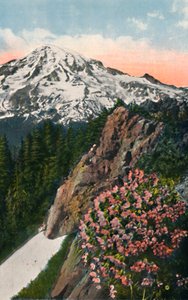 Primrose Mount Rainierilla, vuodelta 1916