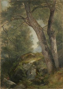Butternut Tree Haagissa, Lake George, NY, 1862