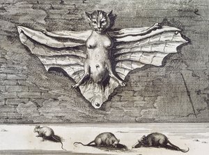 Cattus volans, 1667 tekijältä Athanasius Kircher