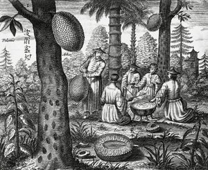Kiinalaiset hedelmät (Arbor polomie, kiinalainen papaija), kaiverrus Kiinan monumenteista tekijältä Athanasius Kircher