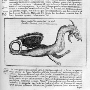 Lohikäärme, 1678 tekijältä Athanasius Kircher