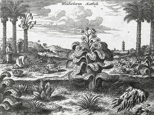 Raparperikasvi, kaiverrus Kiinan monumenteista tekijältä Athanasius Kircher