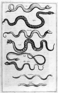 Käärmeet, 1675. tekijältä Athanasius Kircher