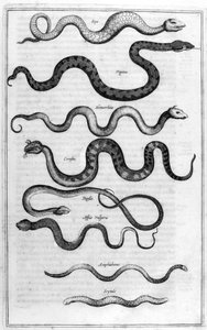 Käärmetyypit, Arca Noelta tekijältä Athanasius Kircher