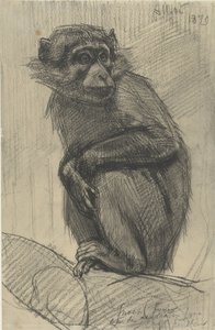 Apina oksalla