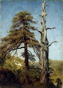 ""Study of trees, Norja"" August Cappelenin (1827-1852) maalaus 1850 Kansallinen taidemuseo, Oslo, Norja