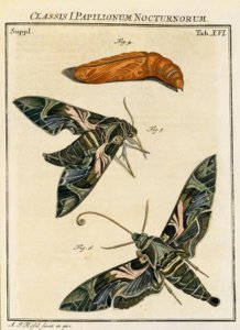 Schmetterling Daphnis neri / Rösel v. R. tekijältä August Johann Rösel von Rosenhof