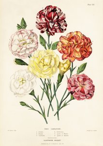 Puun neilikkalajikkeet, Dianthus caryophyllus: Ariadne 1, Beauty 2, Garibaldi 3, Perfection 4, Queen of Whites 5, Queen of Yellows 6 tekijältä Augusta Innes (after) Withers