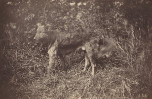 Tutkimus koirasta, 1870-luvun loppu.