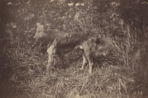 Tutkimus koirasta,1870-luvun loppu (kuva)