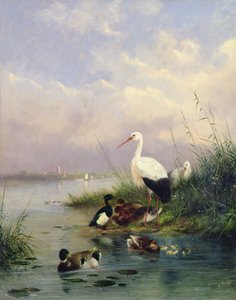 Sinisorsan perhe, kaksi haikaraa ja tuftausankkaperhe (77886 pari) tekijältä Augustus Knip
