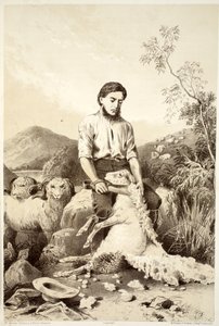 Lammasleikkaus, David Blairin, McGradyn, Thomsonin ja Nivenin Australasian historiasta, 1879