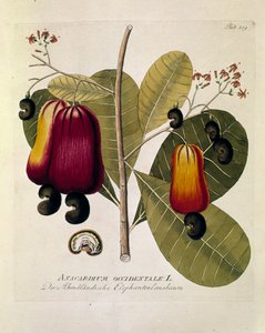 Kasvitieteellinen: "Cashew-pähkinät" (Western Anacardium) Joseph Jacobi Plenckin (1735-1807) "Medicinalium secundum Linnaei digestarum" -teoksesta (1788-1803) peräisin oleva levy Yksityiskokoelma tekijältä Austrian School