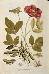 Kasvitieteellinen: "" Peony officinale"" (Poeonia officinalis) Joseph Jacobi Plenckin (1735-1807) "Medicinalium secundum Linnaei digestarum" -lajista piirretty lankku 1788-1803 Yksityinen kokoelma tekijältä Austrian School