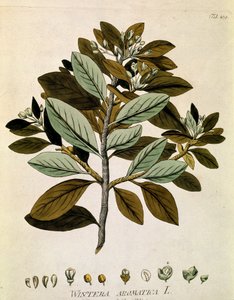 Kasvitieteellinen: "Talvikuori" (Wintera aromatica) Lankku otettu Joseph Jacobi Plenckin (1735-1807) "Medicinalium secundum Linnaei digestarum" -teoksesta 1788-1803 Yksityiskokoelma tekijältä Austrian School
