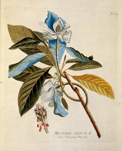 Kasvitieteellinen: ""Magnolia"" Levy, joka on piirretty Joseph Jacobi Plenckin (1735-1807) "Medicinalium secundum Linnaei digestarum" -lajista 1788-1803 Yksityinen kokoelma tekijältä Austrian School
