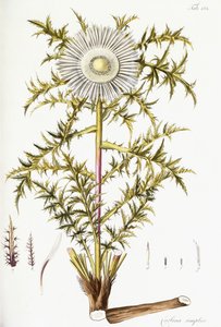 Carlina Simplex tekijältä Austrian School