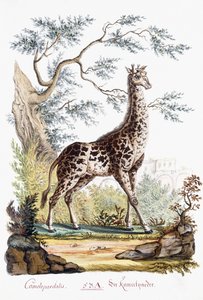 Kirahvi, 1794 tekijältä Austrian School