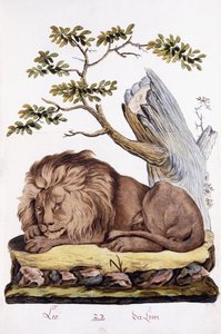 Leijona, 1794 tekijältä Austrian School