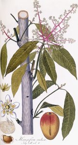 Mangifera indica tekijältä Austrian School