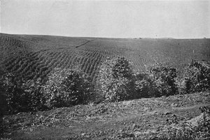 Coffee Plantation perustettu, Coffee Plantation, 1895