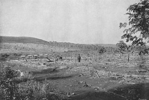 Uusi kahviviljelmä, Uusi kahviviljelmä, 1895