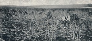 Kassava-istutus, 1895