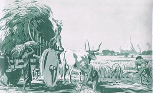 Riisipelto Burmassa, MacMillanin koulujulisteista, n. 1950-60-luvut (litho) tekijältä Ba Nyan