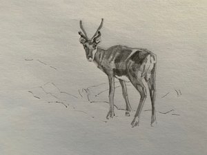 Poro, 2019 tekijältä Barbara Hoogeweegen
